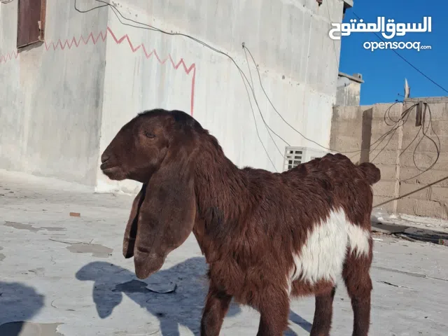 للبيع صخله تبع