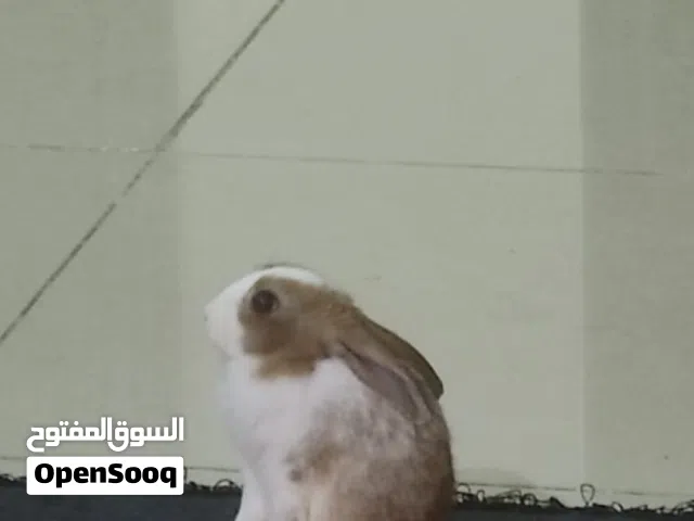 Very loving rabbit only 3 months old