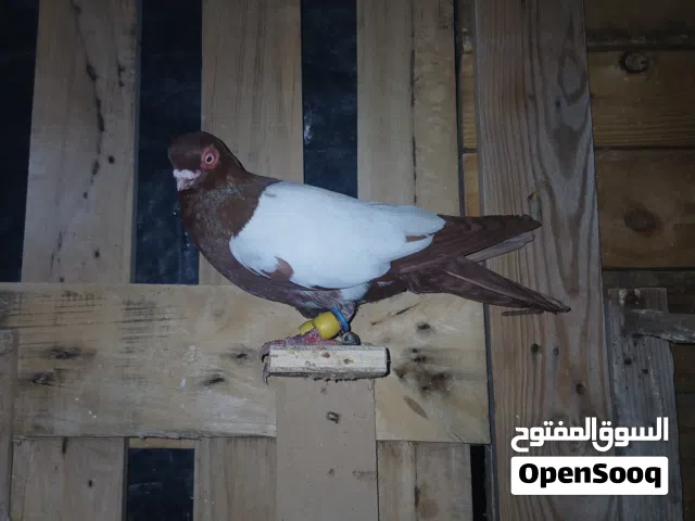 8فحول طيور حمام