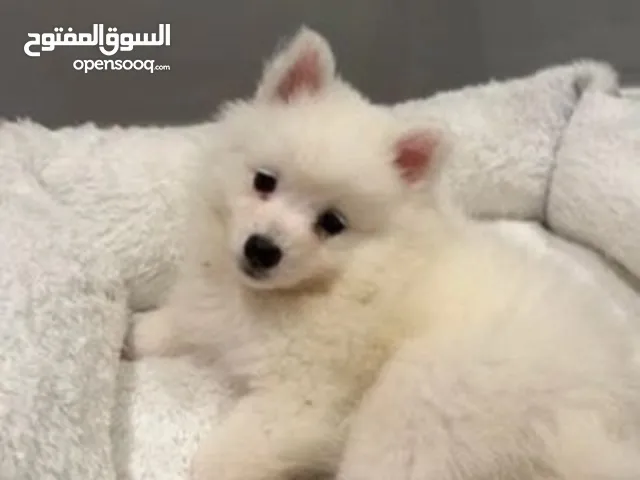 Vaccinated two months old cute Japanese spitz puppies for sale