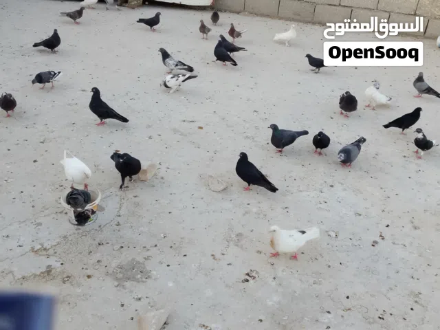 متاح حمام التك ب3