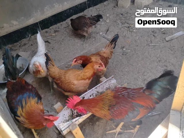ديج عرب عدد 2 سعرهما 25 الف وسعر الواحد ب 15 الف دينار علماً انه ملقحات وبصحة جيدة جداً