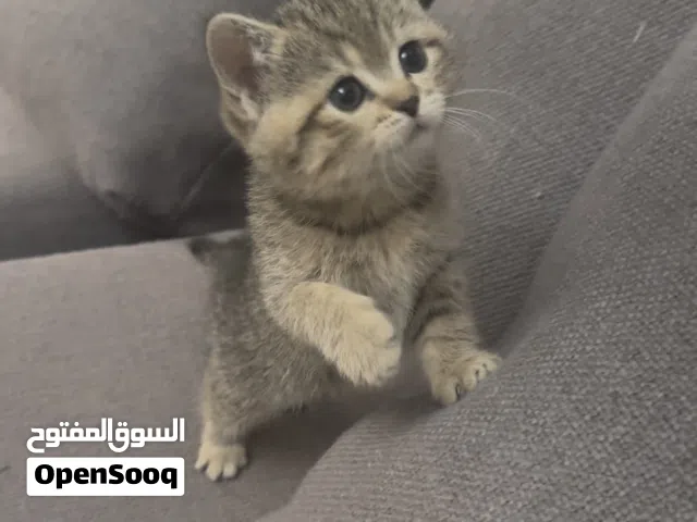 قطط سكوتش بريتش ستريت