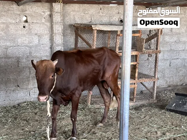 للبيع ثور عماني نظيف