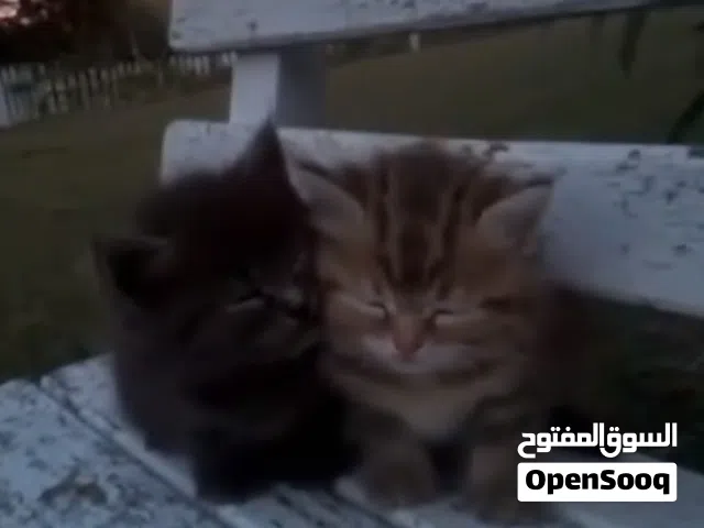 اريد قط للتبني