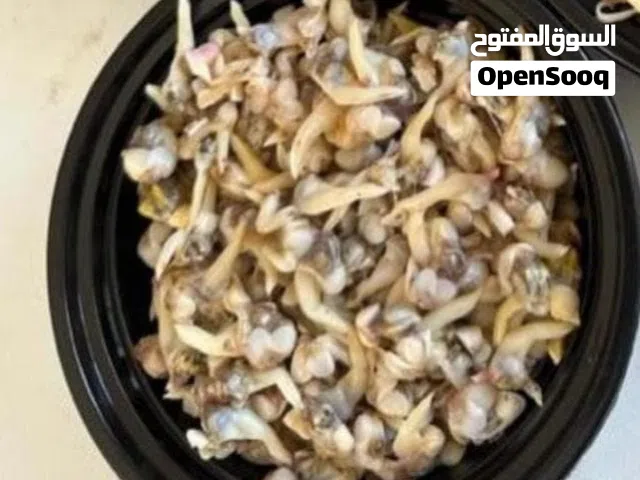 اللبيع دوك طازج جاهز