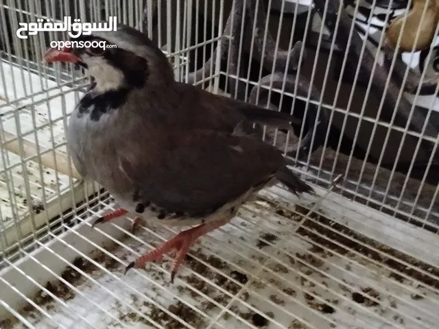 فروخ لوف بيرد1 حبه+فشير 1حبه+حجل باكستاني زوج 1+ باجري خمس اجواز