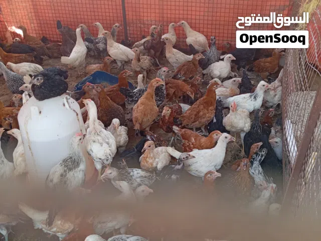 دجاج حبشي للبيع ودجاج عماني وسمان