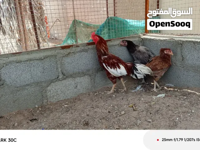 دجاج باكستاني منتح