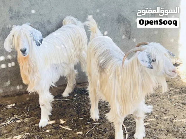 حلال للبيع راس90