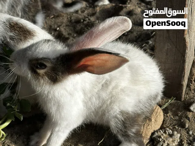 ارانب ع حسب العمر