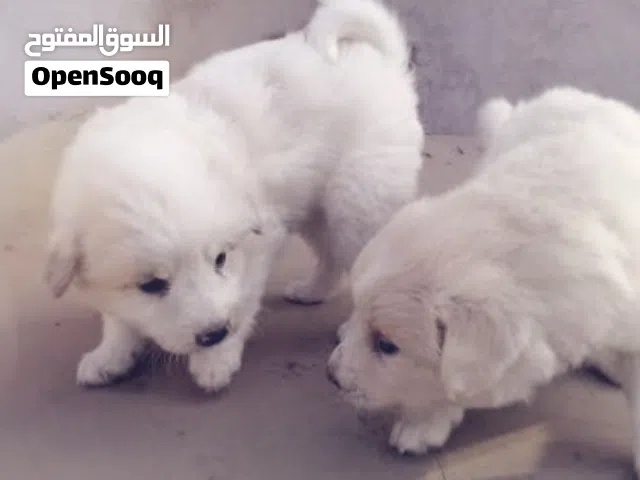 كلاب جريفون المانى متاح ذكر وانثى للبيع عمرهم 40 يوم