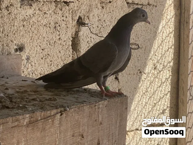 للبيع ازواج صنعاوي بيور