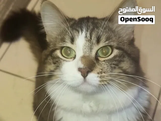 Male cat قط ذكر حاصل على التطعيمات و جواز
