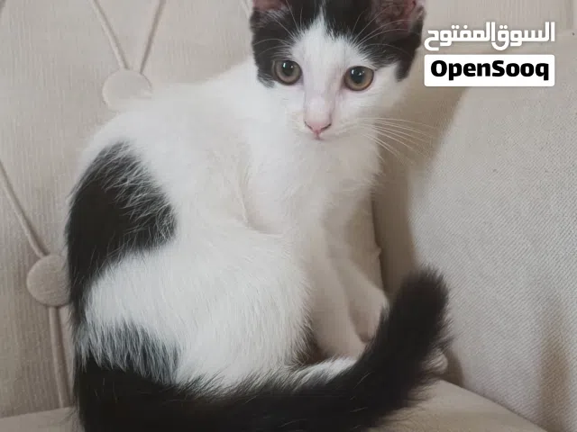 قطط ذكور للتبني