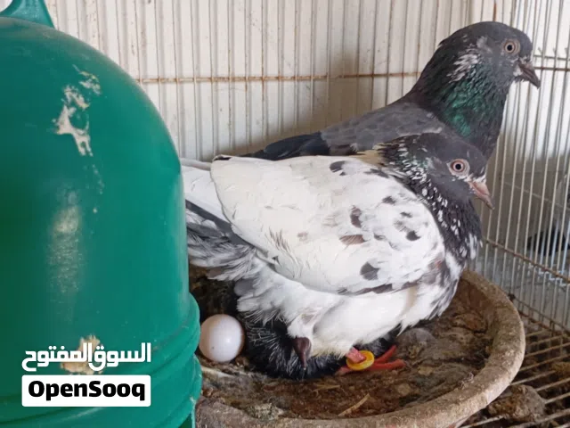 ازواج باكستاني للبيع زوج 10