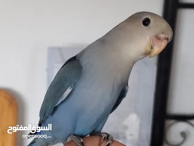 روز أزرق أليف جداً للبيع