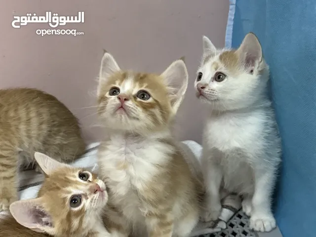 Free Kittens - Persian Mix breed looking for loving homes