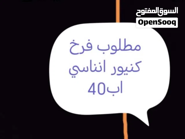 مطلوب كنيور زغ كرين شيك