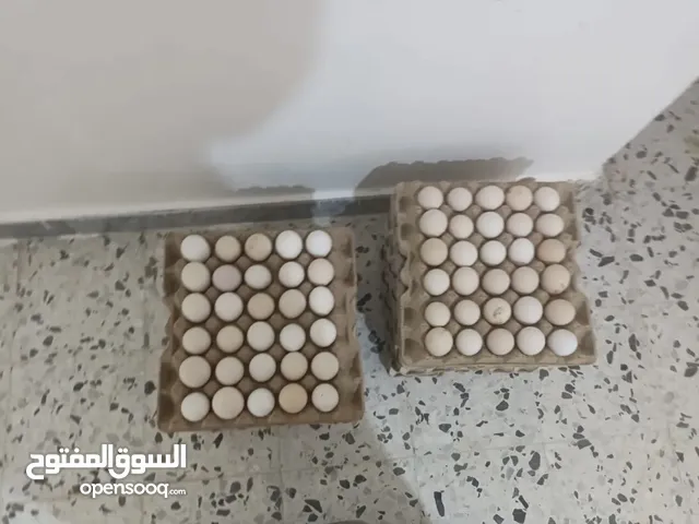 يوجد 2طبق دحي عربي مخلط ربي يبارك مخصب