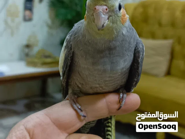 طيور كوكتيل اليفة