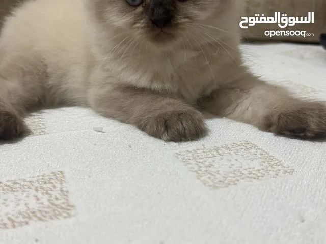 ذكور و اناث