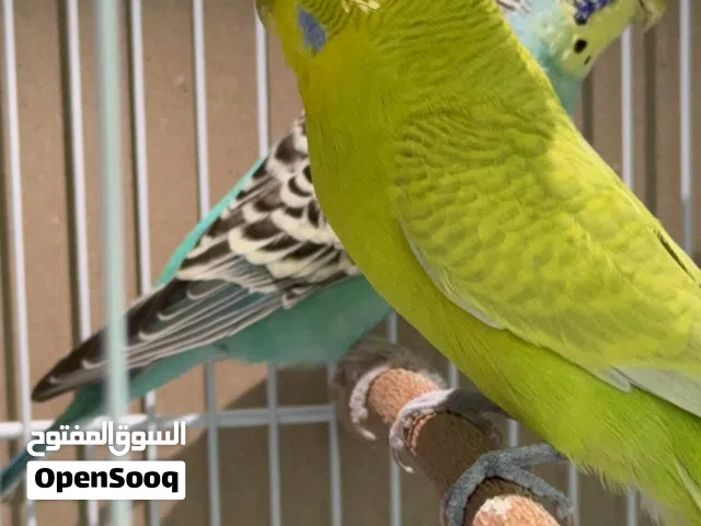 زوج بادجي بصحه جيده