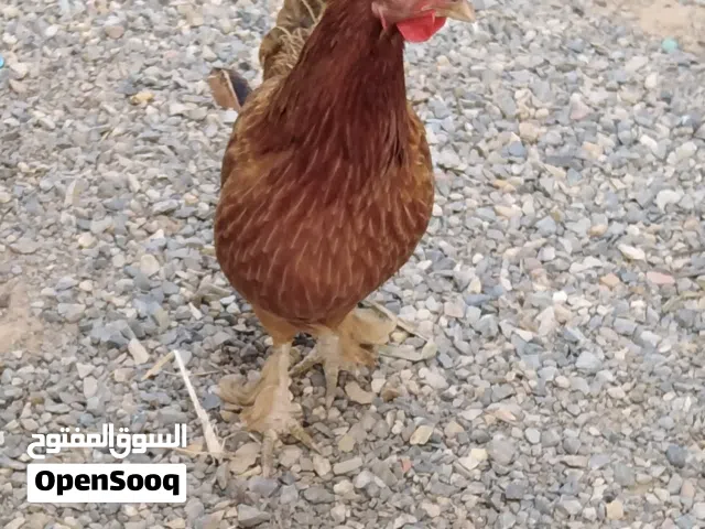 دجاج عربي و2 فروج