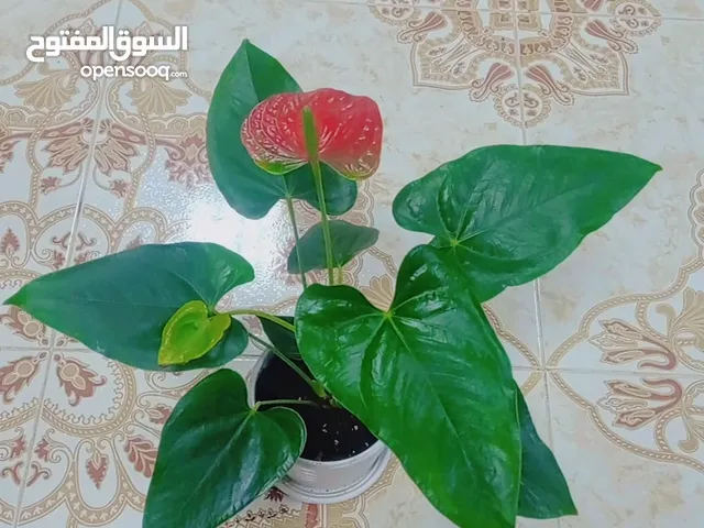 نباتات الزينة