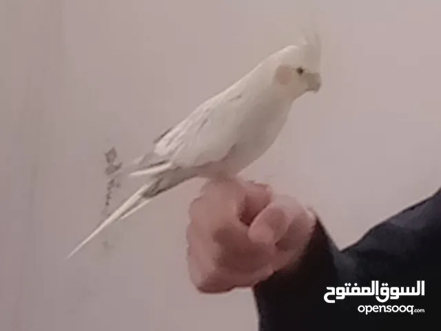 مطلوب ببغاء كوكتيل لحد اذا كان فرخ راح يكون ممتاز بس السعر مهم