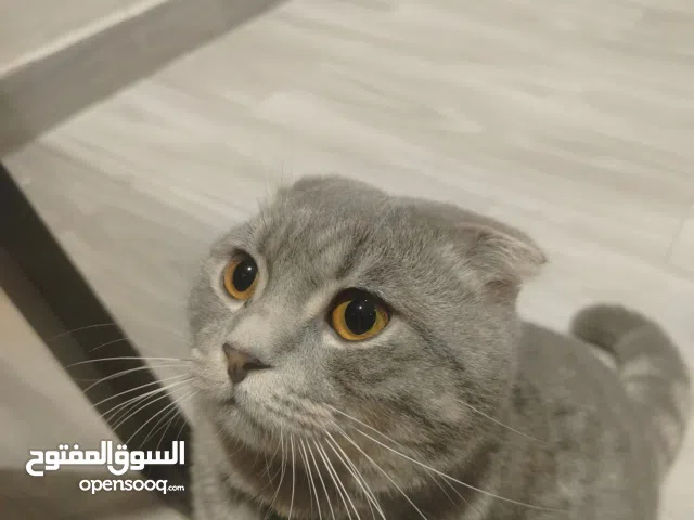 قط سكوتش فولد عمره 8 شهور غير مطعم ذكر