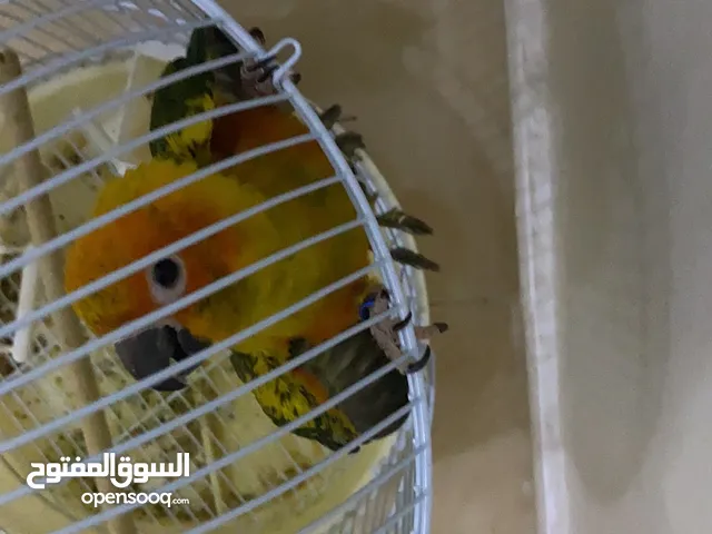 صن كنيور العمر 5 شهور هدد داخلي و خارجي و ما يعض ينفع للصغار اموره طيبه تبي تشوف فيديوهات عنه اكثر