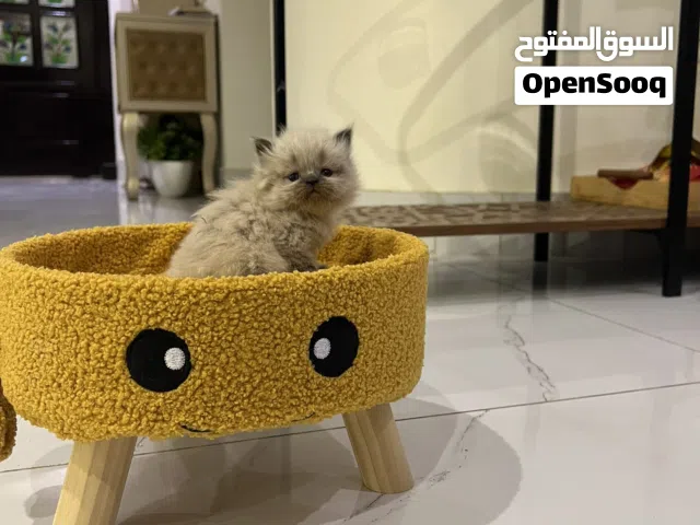 كتن هملايا بيور 4 حبات