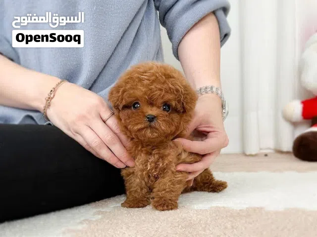 poodle puppies ready