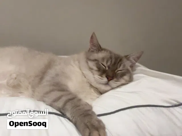 ذكر Ragdoll Lynx Point Mix للتزاوج