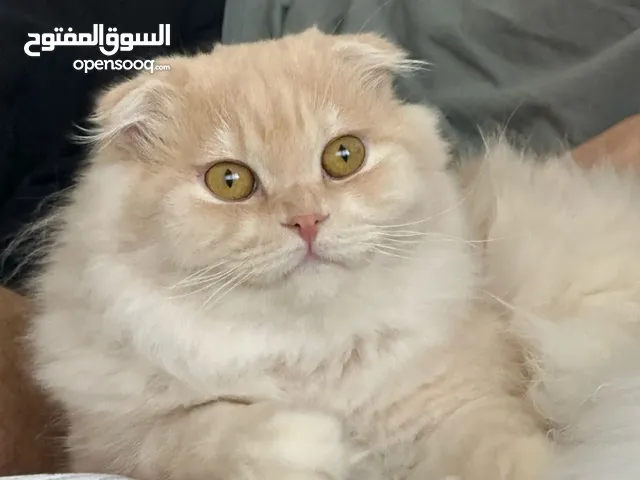 Mix British longhair with Scottish fold