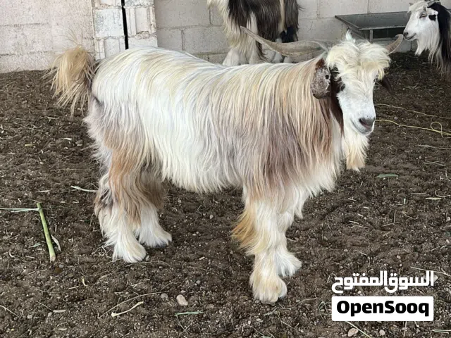 تيس عماني للبيع