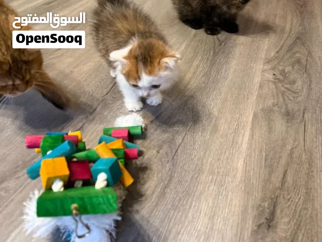 قطط للبيع شهرين و20 يوم