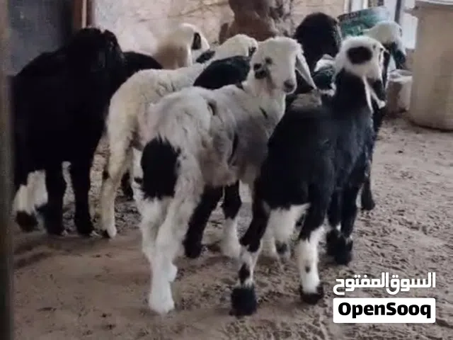 ذبايح بياض الوجه سمان العمر 4