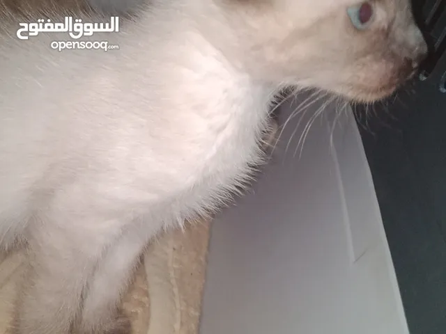 2 Siamese kittens.