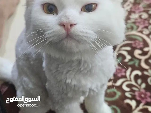 *Cat* For Completely Free (0-12) Months Aged