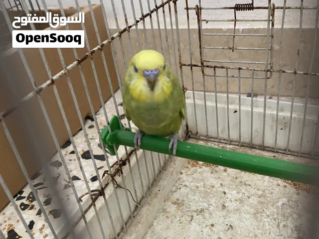 متوفر دكر اسبانجل كيف كابر