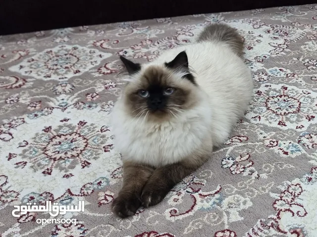 للبيع قطة هملايا