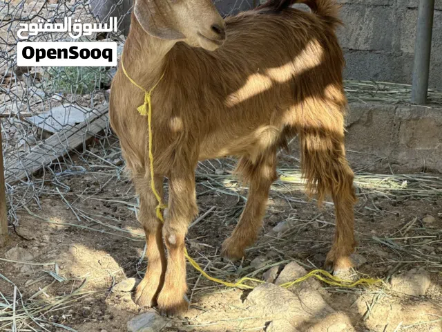 للبيع صخل محقوص سمين فول
