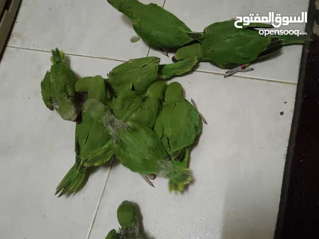 فروخ بغبغاوات الدره الخضراء