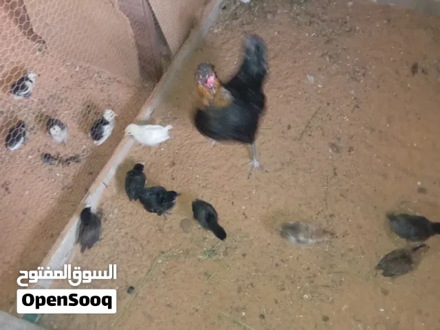 دجاجة عربية تحته 10 للبيع