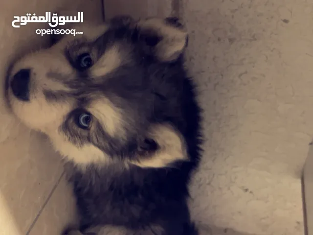 كلاب هاسكي للبيع