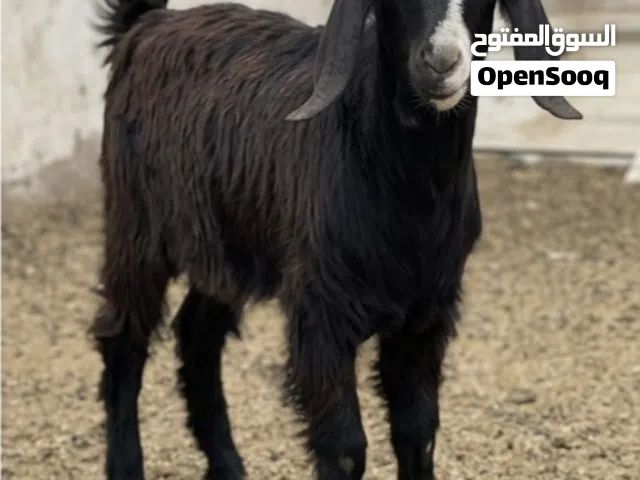 معزة بلدي وراها نتائجه لباني خليط زرايبي