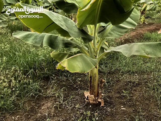 شتلات موز متنوعه للبيع