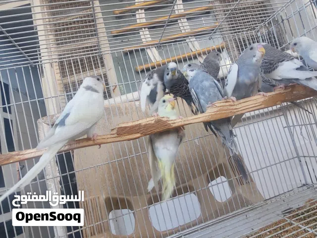 طيور الحب  ست ازواج